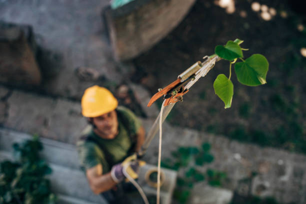 Trusted Davie, FL Tree Service Experts